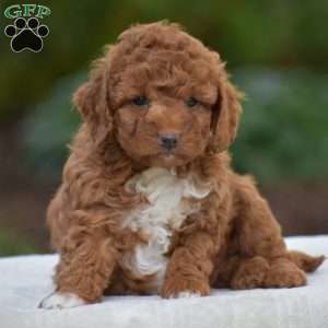 Kaspar, Miniature Poodle Puppy